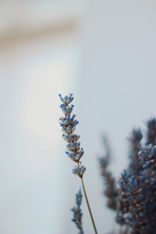 Brin de lavande en gros plan avec fleurs violettes, fond flou bleuté, ambiance calmante et naturelle.